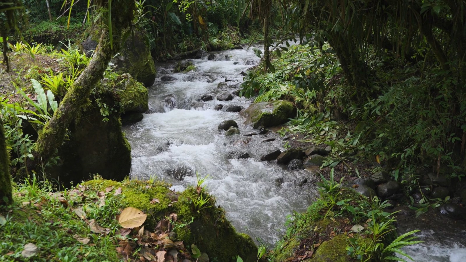 The river running through the forest at Verdesana